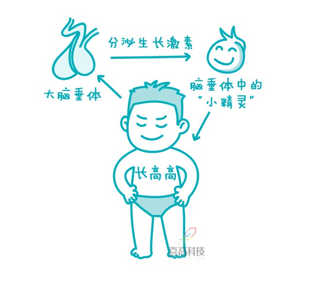 一網打盡︱打生長激素有副作用嗎？_02.png