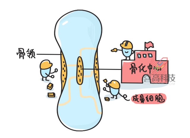 11.22看完大樓建造過程，就知道孩子是怎么長高的-_05.png